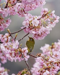美しい寒桜と可愛いメジロ