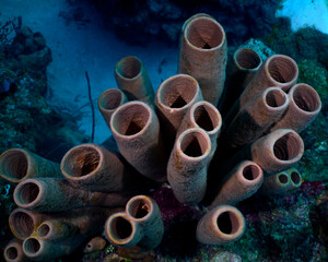 Tube sponges on the reef 