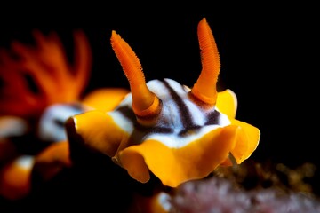 A nudibranch on the reef 
