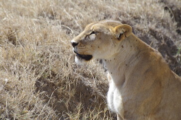 Close-Up of Lioness at the End of the Dry Season in October, Tanzania, Africa	