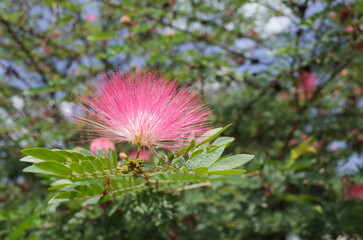 タイの花　ジャムジュリー（チャムチュリー）