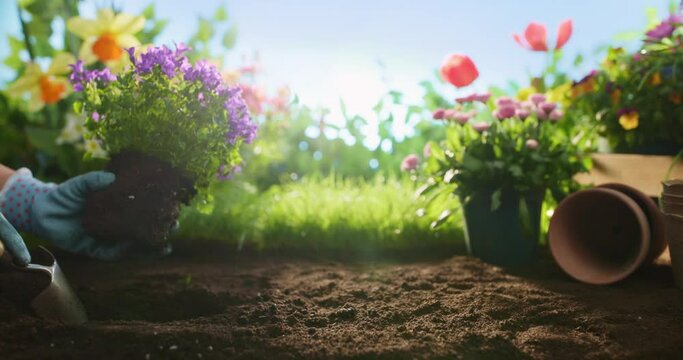 Gardener woman planting flowers in the garden