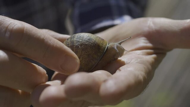 Heliciculture, escargot production in Brazil