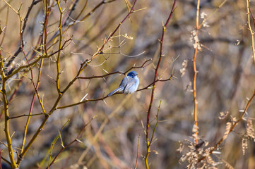 A black tailed gnatcatcher perches in a tree at Big Bend National Park, in southwest Texas.