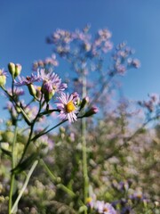 flowers in the garden