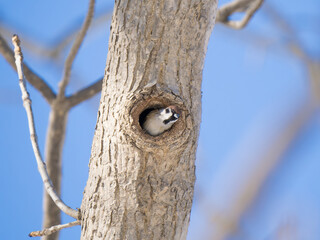 Fototapeta premium 巣から顔を出す雀