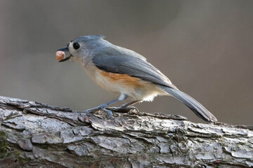 Tufted titmouse on a log.