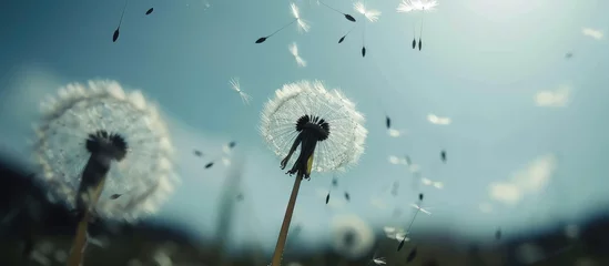  A dandelion plant releasing its seeds into the air as it sways in the breeze on a clear, sunny day. © AkuAku