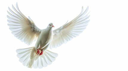 Fototapeta premium Graceful Soaring Dove