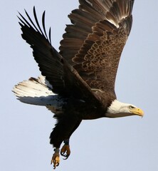 A Bald Eagle in Flight