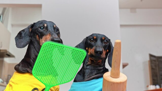 Portrait of two dachshund dogs in bright T-shirts appear in frame with toy weapon, rolling pin, fly swatter, resolutely defending themselves in playful war Family game, animation, children tomfoolery
