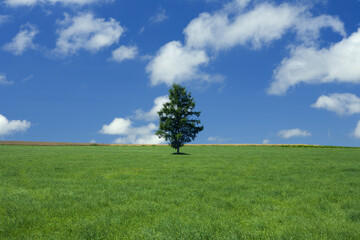 爽やかな夏の青空と草原