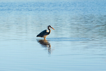 Great Blue Heron Fishing