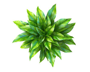 Top view of green plant on transparent background