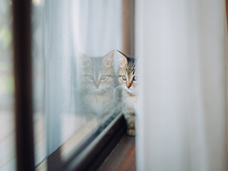 窓辺で外を見る仔猫　横