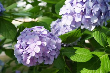 Hydrangea flowers in sunlight