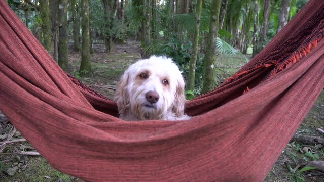 Cachorro branco descansando em uma rede de dormir ao ar livre.