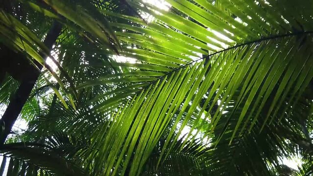 Teto da floresta atl&acirc;ntica, folhas da palmeira ju&ccedil;ara, visto de baixo para cima 