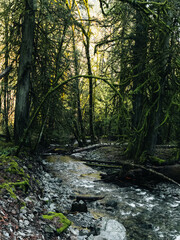 stream in the forest
