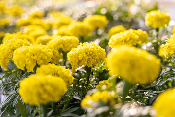 Close-up yellow flowers Marigolds (Tagetes erecta, Mexican marigold, Aztec marigold, African marigold).