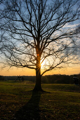 Fototapeta na wymiar Giant Oak Tree at Sunrise