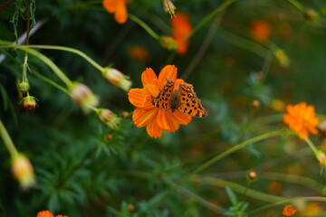 Cosmos sulphureus Cav