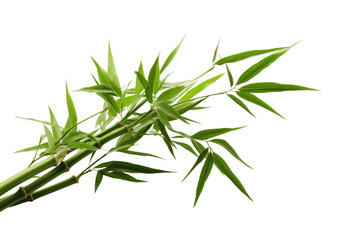 Bamboo Plant Isolated On Transparent Background