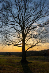 Fototapeta na wymiar Giant Oak Tree at Sunrise