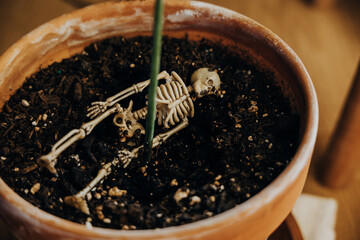 tiny skeleton in flower pot dirt 