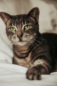 portrait of a cat with snot nose green eyes
