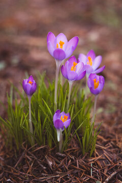 spring crocus flowers