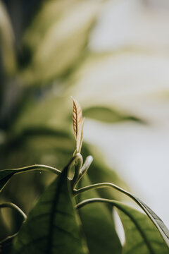 new baby avocado leaves 
