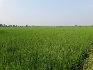 Obraz premium Rice Fields and Cloudscapes: An Aerial Perspective