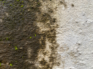 Moss and small plants growing on wet wall surface. Aged weathered house wall or rocks.