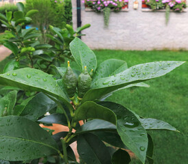 Background with garden lemon tree. Lemon tree bush, plant with green ripening lemon fruits in home...