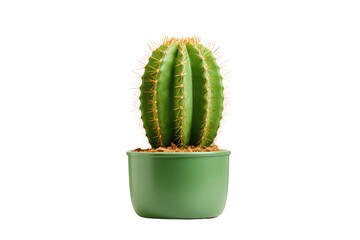 Cactus Plant Display Isolated On Transparent Background