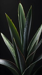 sansevieria plant