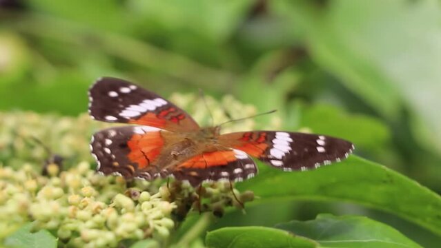 Borboleta colorida, cores laranja, preto e branco,  se alimentando do n&eacute;ctar de uma flor do campo.