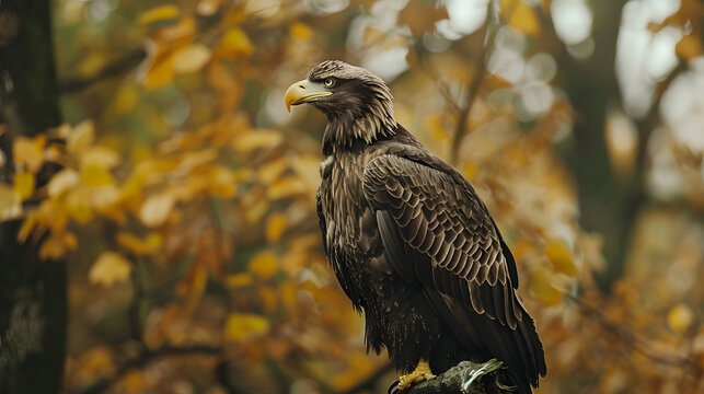 Águia careca majestosa em foco perfeito sobre galho destacada por fundo borrado da floresta