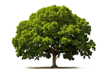Chestnut Tree Isolated On Transparent Background