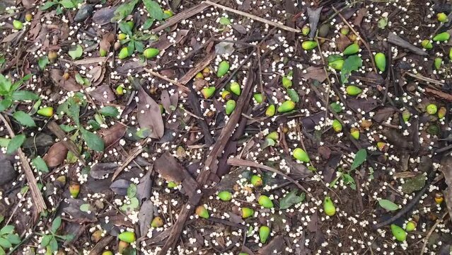Solo da floresta, com flores, frutos verdes, folhas  em decomposi&ccedil;&atilde;o 