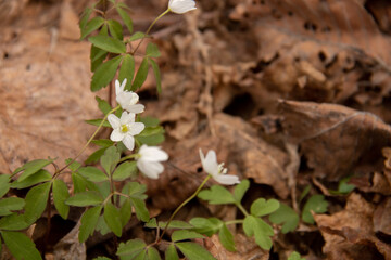 白いカワイイ花　ヒメイチゲ

