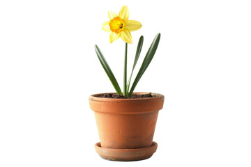 Naklejka na ściany i meble Daffodil Narcissus Arrangement Isolated On Transparent Background