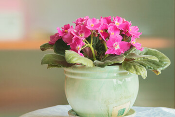 Blooming pink African violet in a ceramic flower pot. 