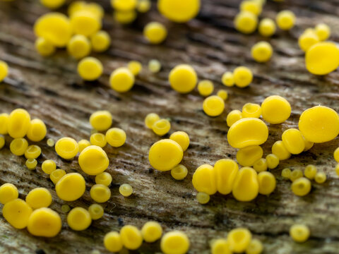 Lemon Disco Fungi Macro