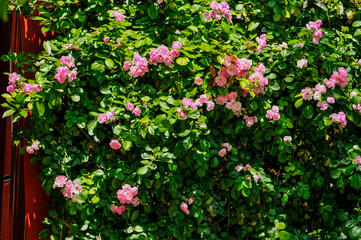 pink rose with green leaves