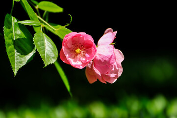 pink rose with green leaves