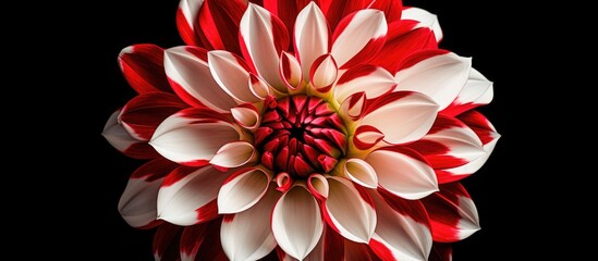 A close-up view of a striking red and white dahlia flower, isolated against a stark black background. The intricate petals showcase vibrant colors in a bold contrast, making it ideal for design