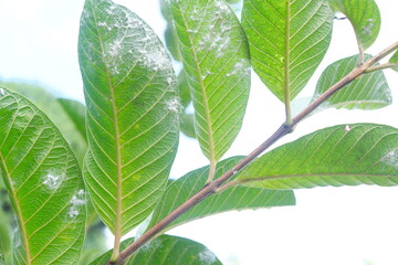Closeup of guava leaves with white pest  whiteflies infestation. Guava farming pest and disease...