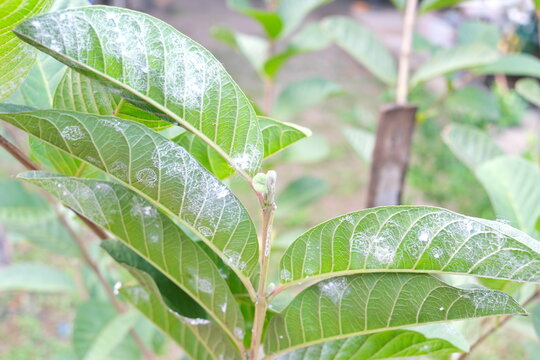 Closeup of guava leaves with white pest  whiteflies infestation. Guava farming pest and disease management.